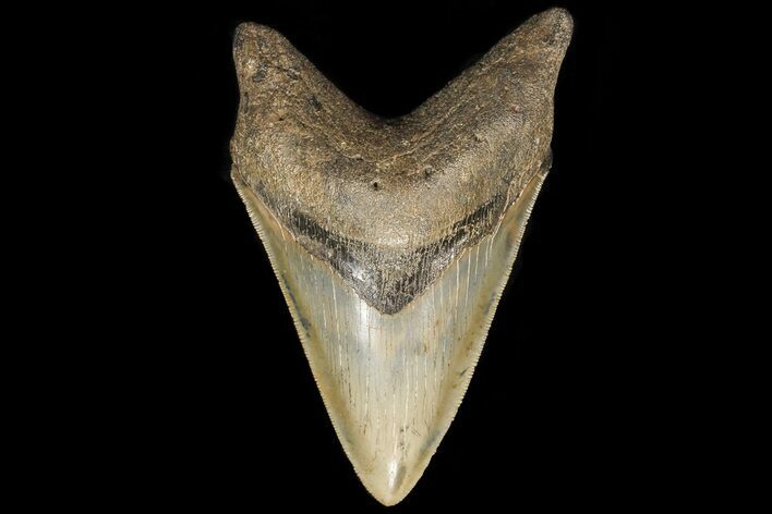 Serrated, Lower Fossil Megalodon Tooth - Georgia #78186